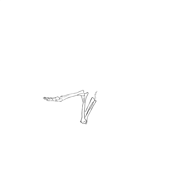 Dem bones dem bones dem – dry bones!