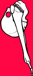 Dem bones dem bones dem – dry bones!