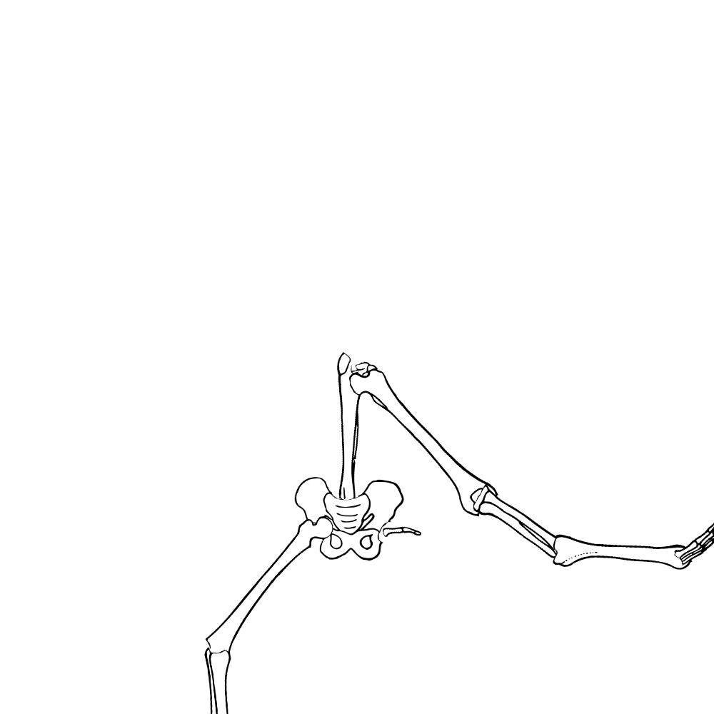 Dem bones dem bones dem – dry bones!