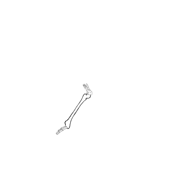 Dem bones dem bones dem – dry bones!
