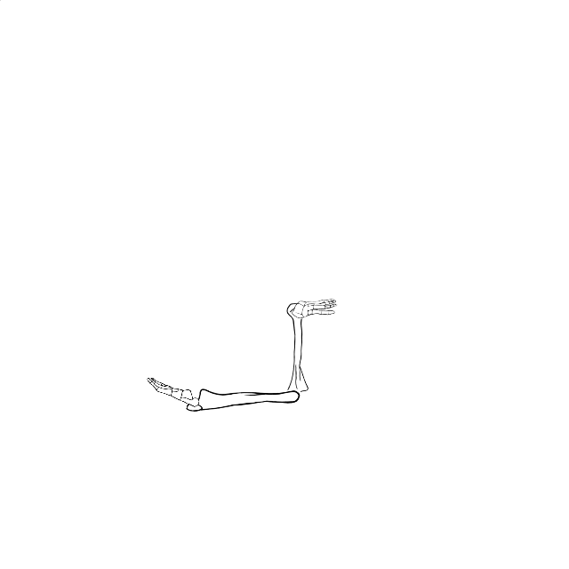 Dem bones dem bones dem – dry bones!