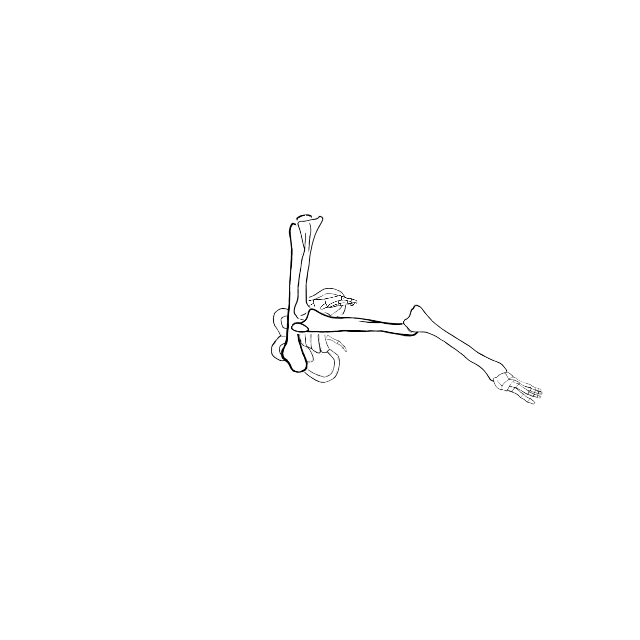 Dem bones dem bones dem – dry bones!