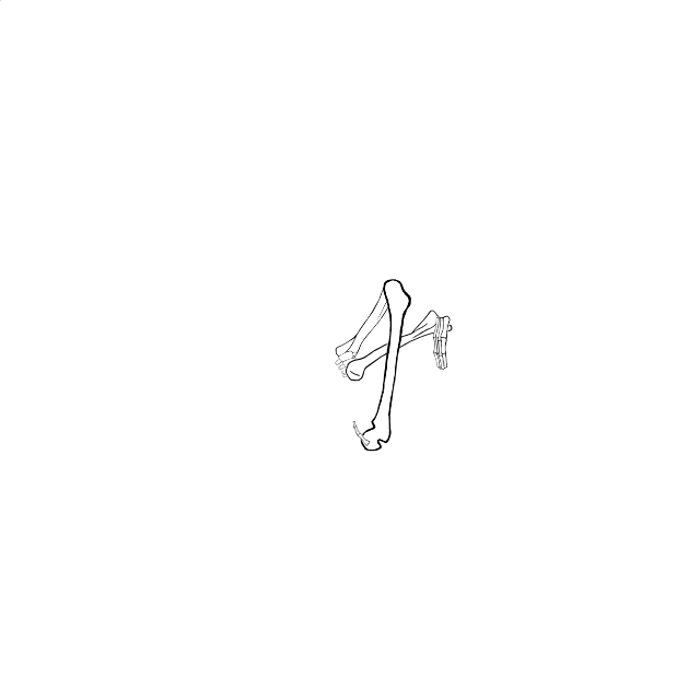 Dem bones dem bones dem – dry bones!
