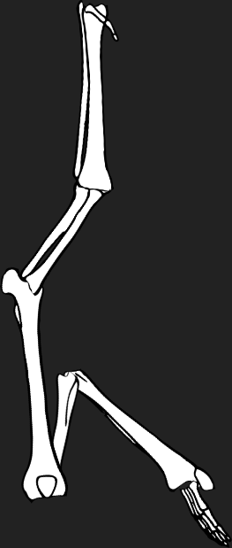 Dem bones dem bones dem – dry bones!