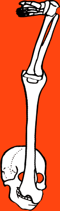 Dem bones dem bones dem – dry bones!