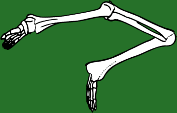 Dem bones dem bones dem – dry bones!