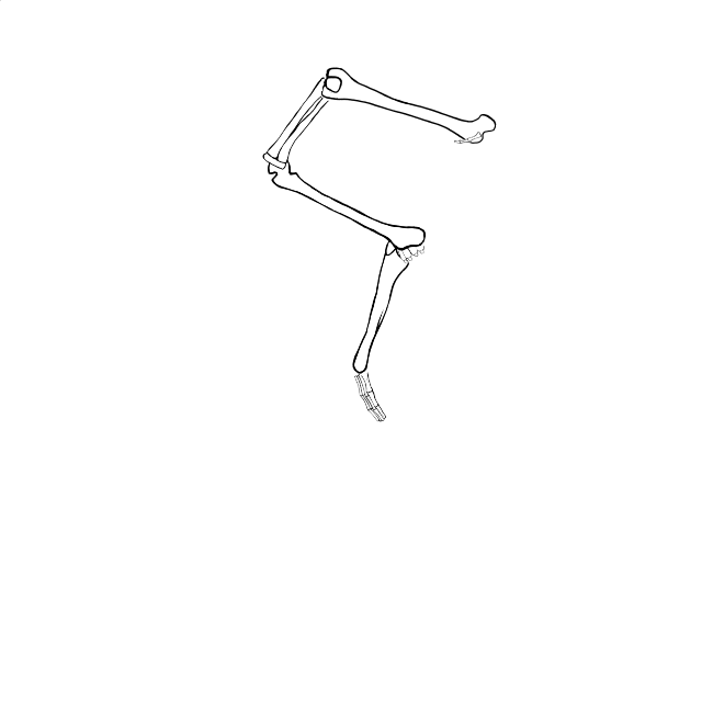 Dem bones dem bones dem – dry bones!