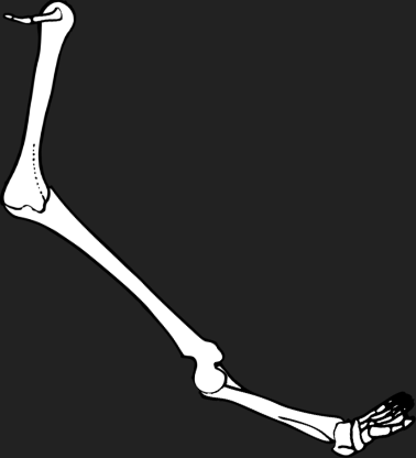 Dem bones dem bones dem – dry bones!