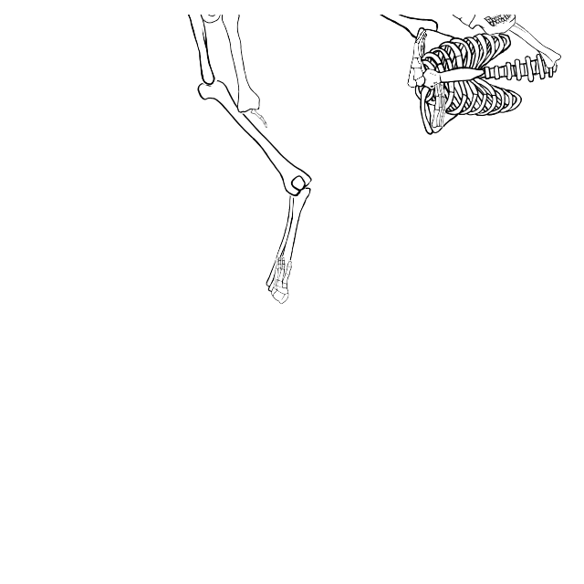 Dem bones dem bones dem – dry bones!