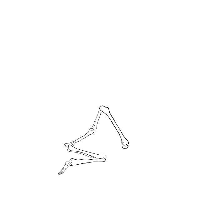Dem bones dem bones dem – dry bones!