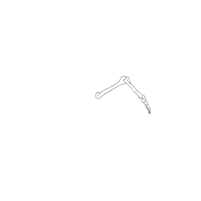 Dem bones dem bones dem – dry bones!