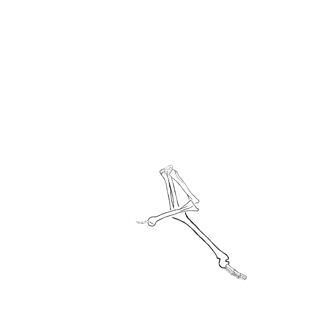 Dem bones dem bones dem – dry bones!