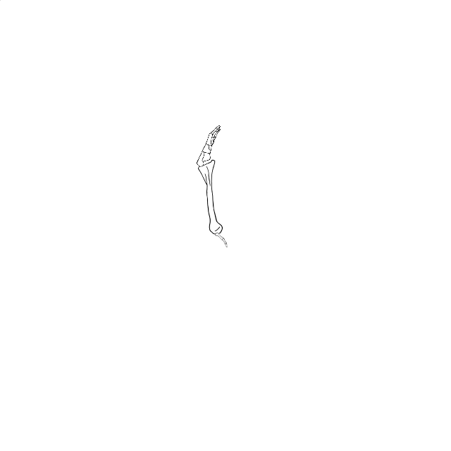 Dem bones dem bones dem – dry bones!