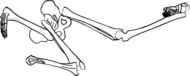 Dem bones dem bones dem – dry bones!
