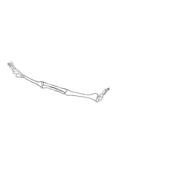 Dem bones dem bones dem – dry bones!