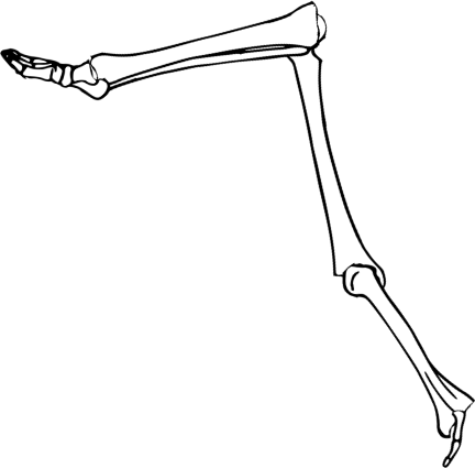 Dem bones dem bones dem – dry bones!