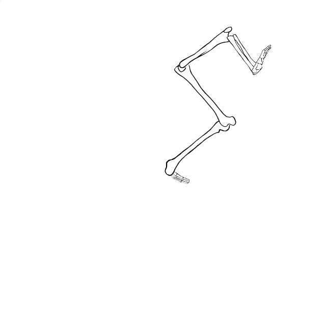 Dem bones dem bones dem – dry bones!