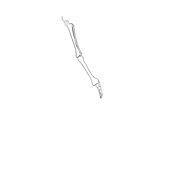 Dem bones dem bones dem – dry bones!
