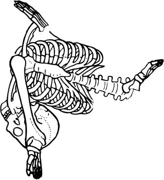 Dem bones dem bones dem – dry bones!