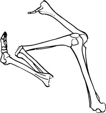 Dem bones dem bones dem – dry bones!