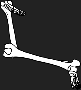 Dem bones dem bones dem – dry bones!