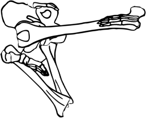 Dem bones dem bones dem – dry bones!
