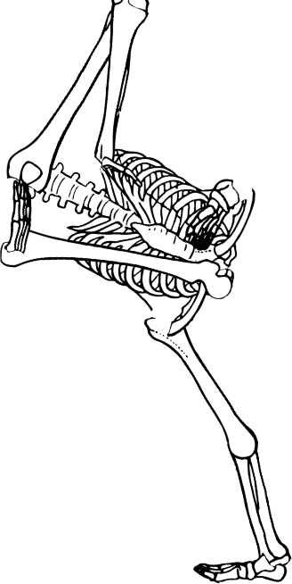 Dem bones dem bones dem – dry bones! Dem bones dem bones dem – extra bones!