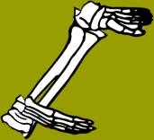 Dem bones dem bones dem – dry bones!