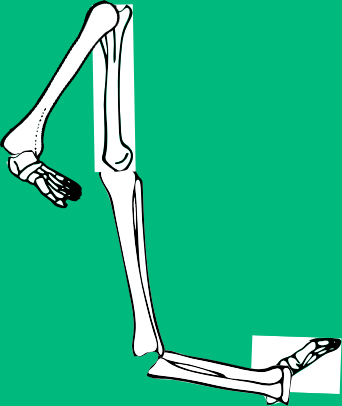 Dem bones dem bones dem – dry bones!