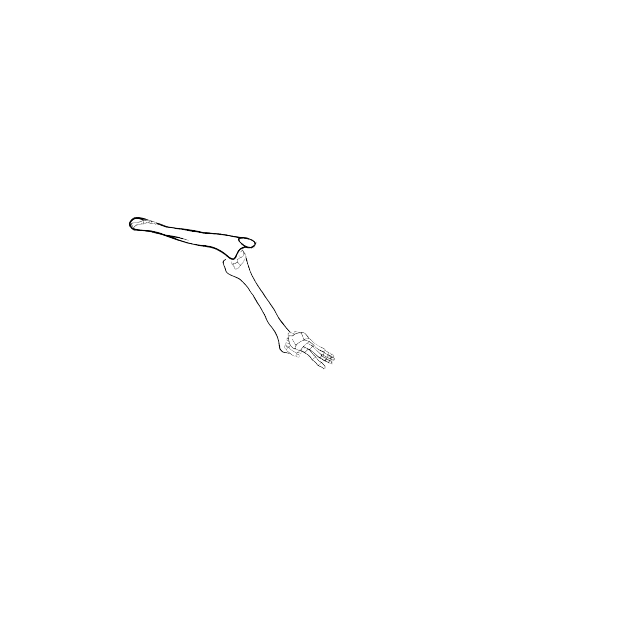 Dem bones dem bones dem – dry bones!