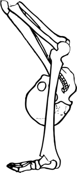 Dem bones dem bones dem – dry bones! Dem bones dem bones dem – extra bones!