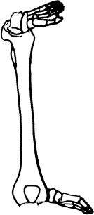 Dem bones dem bones dem – dry bones!