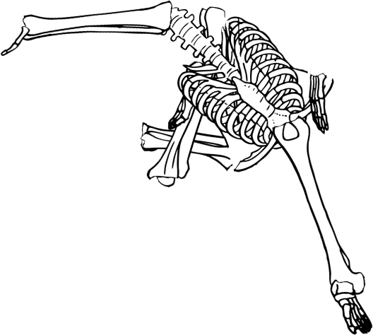 Dem bones dem bones dem – dry bones!
