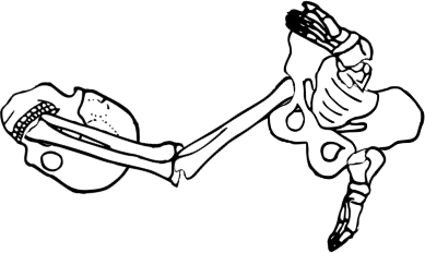 Dem bones dem bones dem – dry bones!