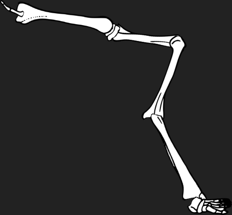 Dem bones dem bones dem – dry bones!