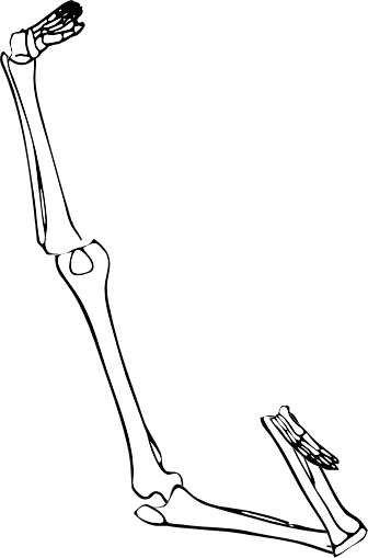 Dem bones dem bones dem – dry bones!