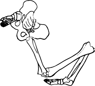 Dem bones dem bones dem – dry bones!