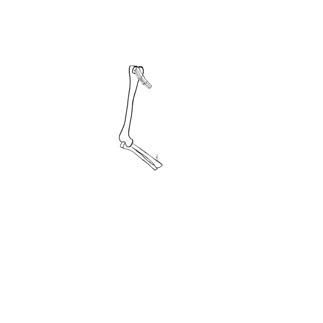 Dem bones dem bones dem – dry bones!