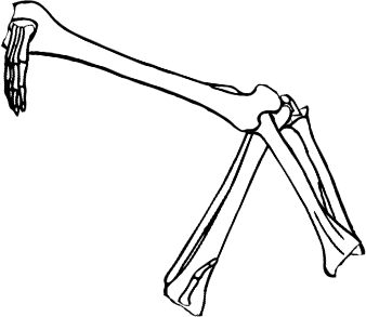 Dem bones dem bones dem – dry bones!