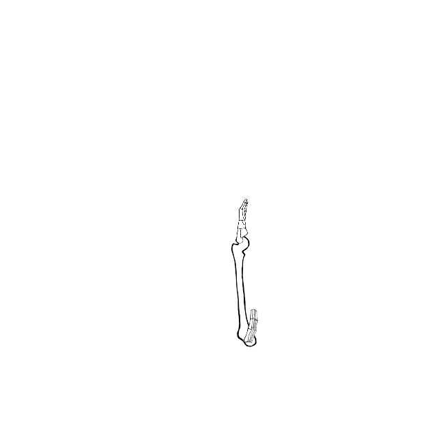 Dem bones dem bones dem – dry bones!