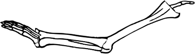 Dem bones dem bones dem – dry bones!