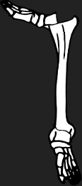 Dem bones dem bones dem – dry bones!