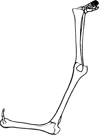 Dem bones dem bones dem – dry bones!
