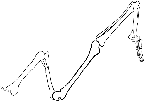 Dem bones dem bones dem – dry bones!
