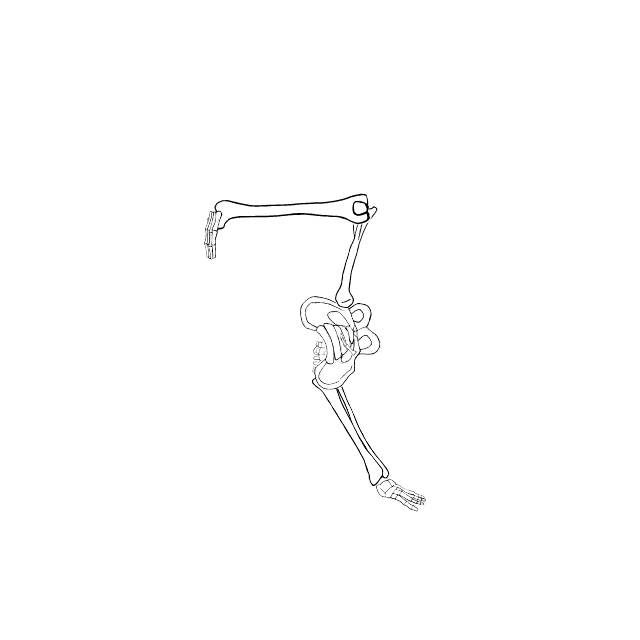 Dem bones dem bones dem – dry bones!