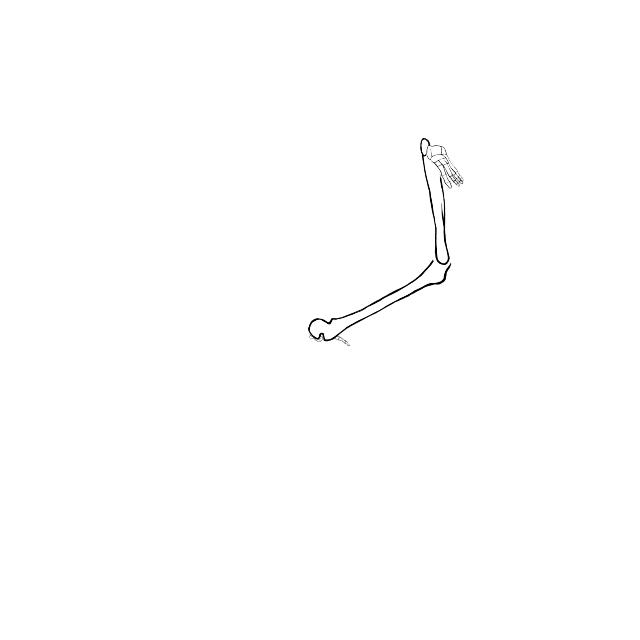 Dem bones dem bones dem – dry bones!