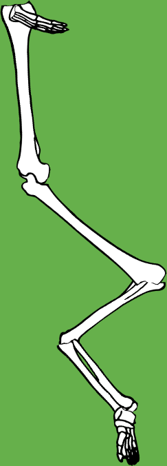 Dem bones dem bones dem – dry bones!