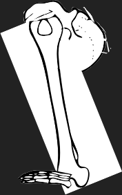 Dem bones dem bones dem – dry bones!