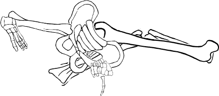 Dem bones dem bones dem – dry bones!