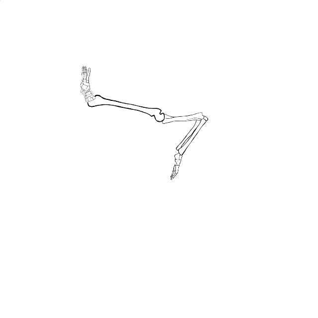 Dem bones dem bones dem – dry bones!